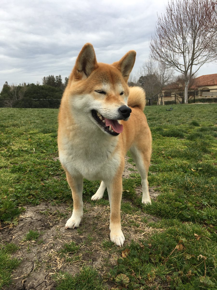 ShibaBotan's tweet photo. Weekend means more fun #shibainu #doge #dogsoftwitter #dog https://t.co/bMZU20uH2I