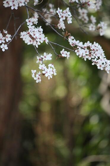 aceytuno's tweet photo. Las flores son los sueños de las raíces.
https://t.co/jk9l4tIs2w https://t.co/dOqGmw4y23