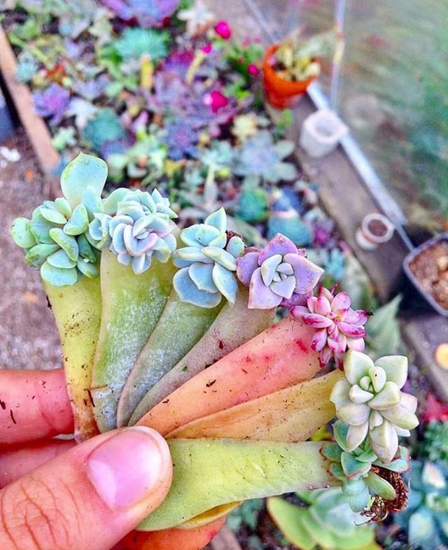 PeakVibrations's tweet photo. The cutest little succulents! 💗🌸🌵 @concrete_gardens https://t.co/ANNmZv3WBY