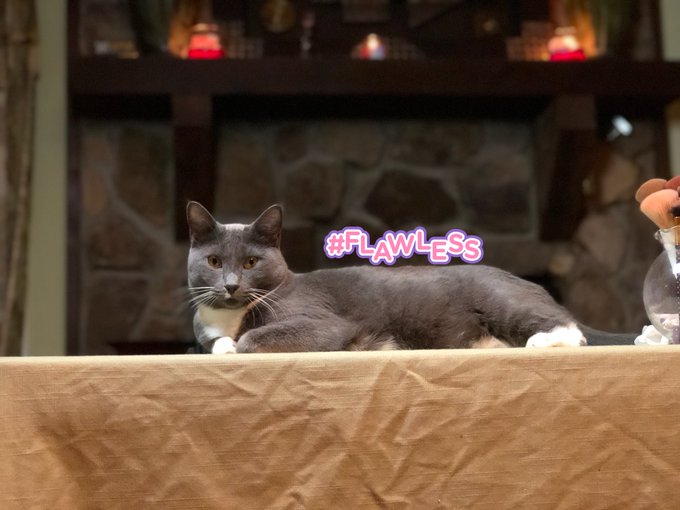 My beautiful baby ❤️ Just how I love her, beautiful with a dash of chaos!#FlawlessBeauty #beautiful #beautifulchaos<a href="/tag/beautiful"class="tags"><span>#beautiful</span></a><a href="/tag/flawlessbeauty"class="tags"><span>#flawlessbeauty</span></a><a href="/tag/beautifulchaos"class="tags"><span>#beautifulchaos</span></a>