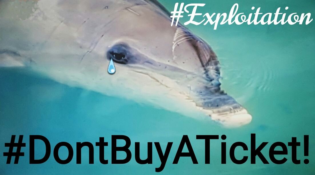 GuckyTheGerbil's tweet photo. @SeaWorldTexas Nope, thanks. 🤢
I am already traumatized by the fact that @SeaWorld parks keep apex predators, family-focused, highly intelligent orcas, dolphins, belugas, etc. in shallow swimming pools. 😨
#DontBuyATicket #CaptivityKills https://t.co/ES2n7sxcJ8