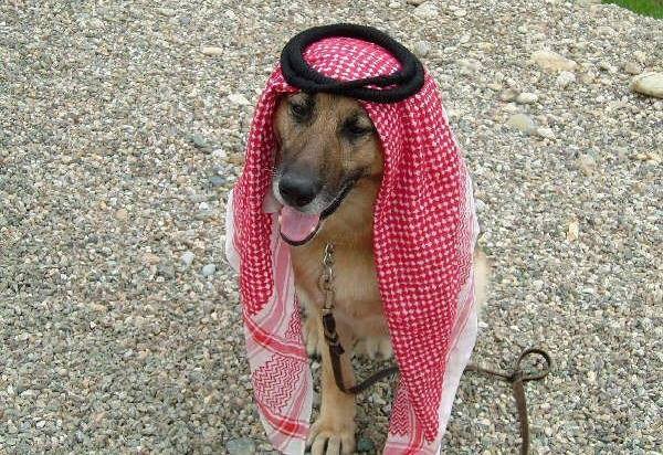 comrytaiz's tweet photo. صوره نادره لولي العهد السعودي محمد بن سلمان (الدب الداشر) وهو صغير ... https://t.co/ETfz7u7WcK