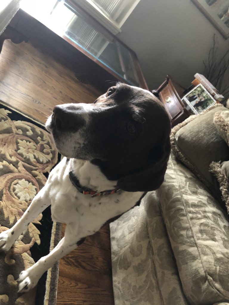 ZacharyKocanda's tweet photo. The perks of phone banking. #TeamBissVotes #TeamBissBarks #DogsForDaniel https://t.co/PvUydKHlsf