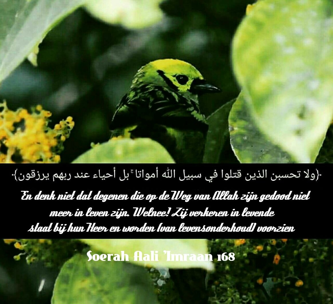AbuLut_Al_Asfar's tweet photo. One Illah! One Ummah! One Mission! #freeaseer https://t.co/tDwoJo5gPw