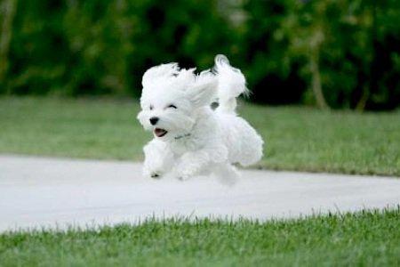 GuruPuppy's tweet photo. Run, Play, Laugh and LIVE life to the fullest! #LiveYourJoy https://t.co/2IaL4pIxWl