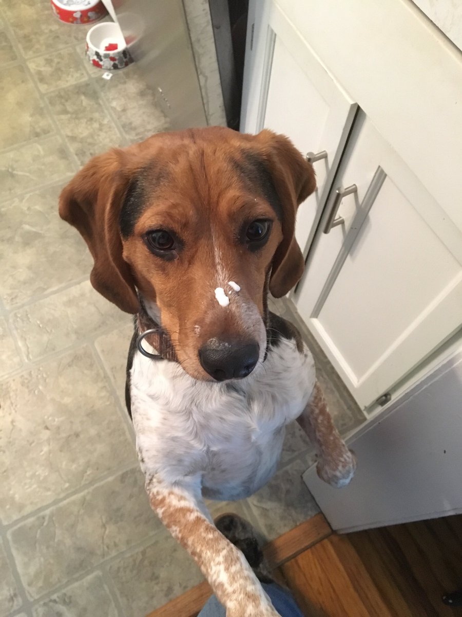 LincolnBeagle7's tweet photo. Nothing wrong about being in the dishwasher &amp; waffle batter falls on my face. #SorryNotSorry #beagle #waffles #hungry #cute #ilookgood https://t.co/zyK9NgRPUa