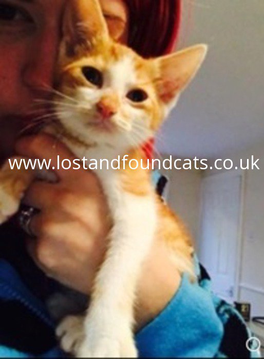 catswestmids's tweet photo. 3045 - Lost - Snuggles
Missing from Sutton Hill, Telford TF7 on 20.01.18
MALE. 2 years old.
Ginger / White with darker ginger stripes on his back and onto tail.
Wearing a blue collar with a bell.
NEUTERED
CONTACT info@lostandfoundcats.co.uk or reply here
PLEASE RT https://t.co/g5CfuCq2kF