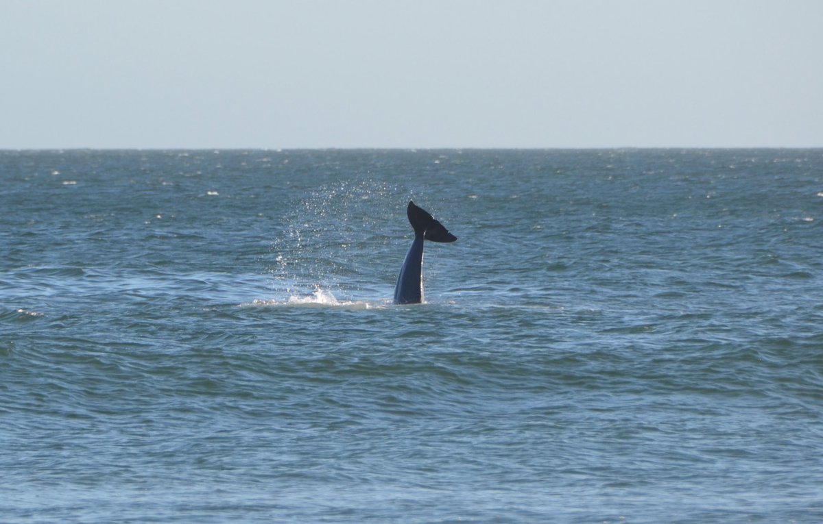 labrujulahostel's tweet photo. #delfines en #zanjaHonda #lapaloma #Uruguay #marzo #playa #sol #vacaciones https://t.co/GktaWb5KZh