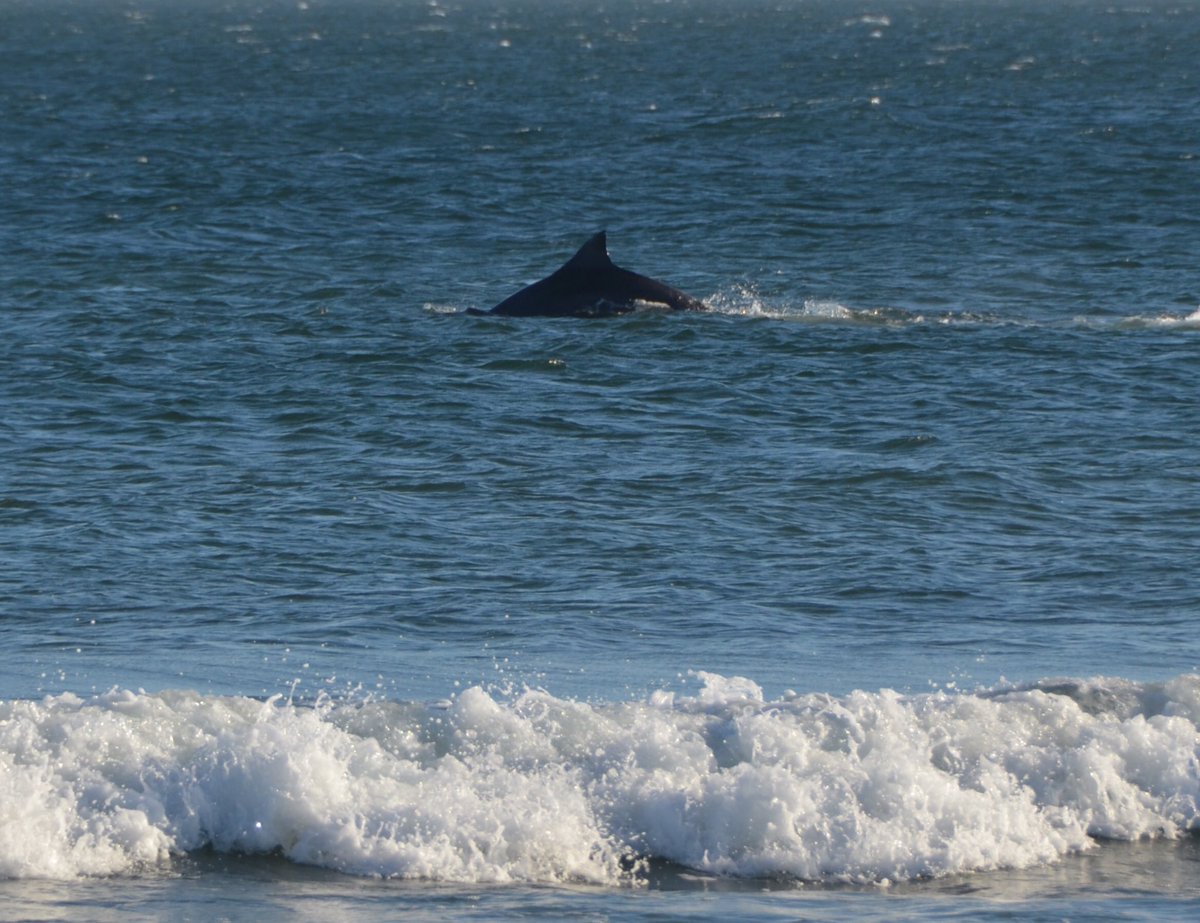 labrujulahostel's tweet photo. #delfines en #zanjaHonda #lapaloma #Uruguay #marzo #playa #sol #vacaciones https://t.co/GktaWb5KZh