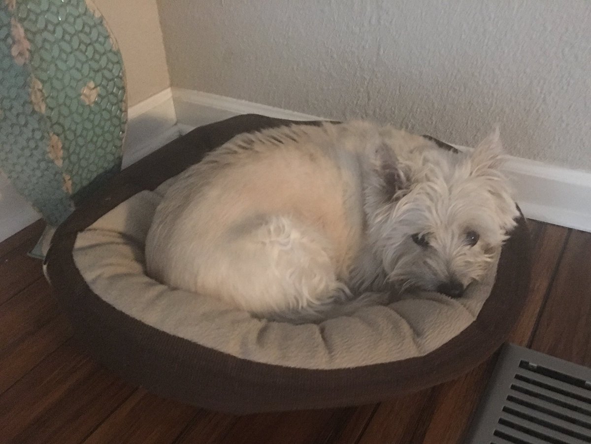 RhennaMorgan's tweet image. When your humans are all up and doing “things” and you can’t snuggle with them the way you want to.  #puppydogeyes #whoaisme