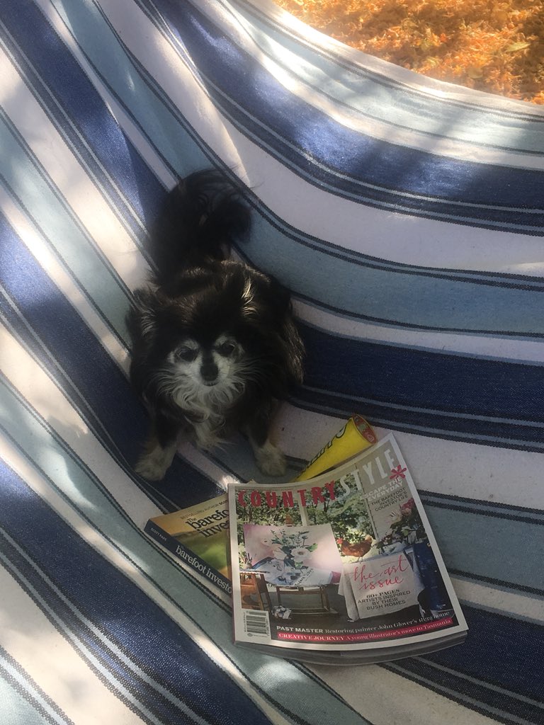 HangingRockFarm's tweet photo. Chile settling down in hammock to finish #barefootinvestor pleased to see author #scottpape profiled in a favourite mag #countrystylemagazine Love a sunny weekend complete with calippo #Chihuahua #WorkLifeBalance https://t.co/A4cFEdcrhn
