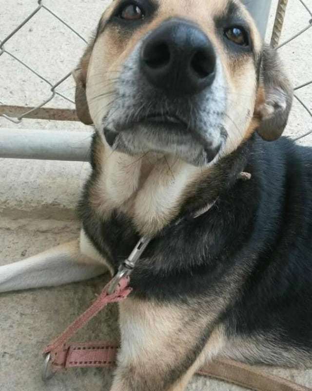 gacusb's tweet photo. *Snif Snif* ... ¿Son humanos lo que huelo? ¿Se acuerdan de mí? Soy #KalaUSB y no veo la hora de volver a estar con mi familia 😞 Mis amigos de #GACUSB me quieren y ayudan mucho pero yo estoy acostumbrada a un hogar con una familia y lo extraño mucho 💔… https://t.co/gGZPRPNvIq https://t.co/OoGRpLZjNq