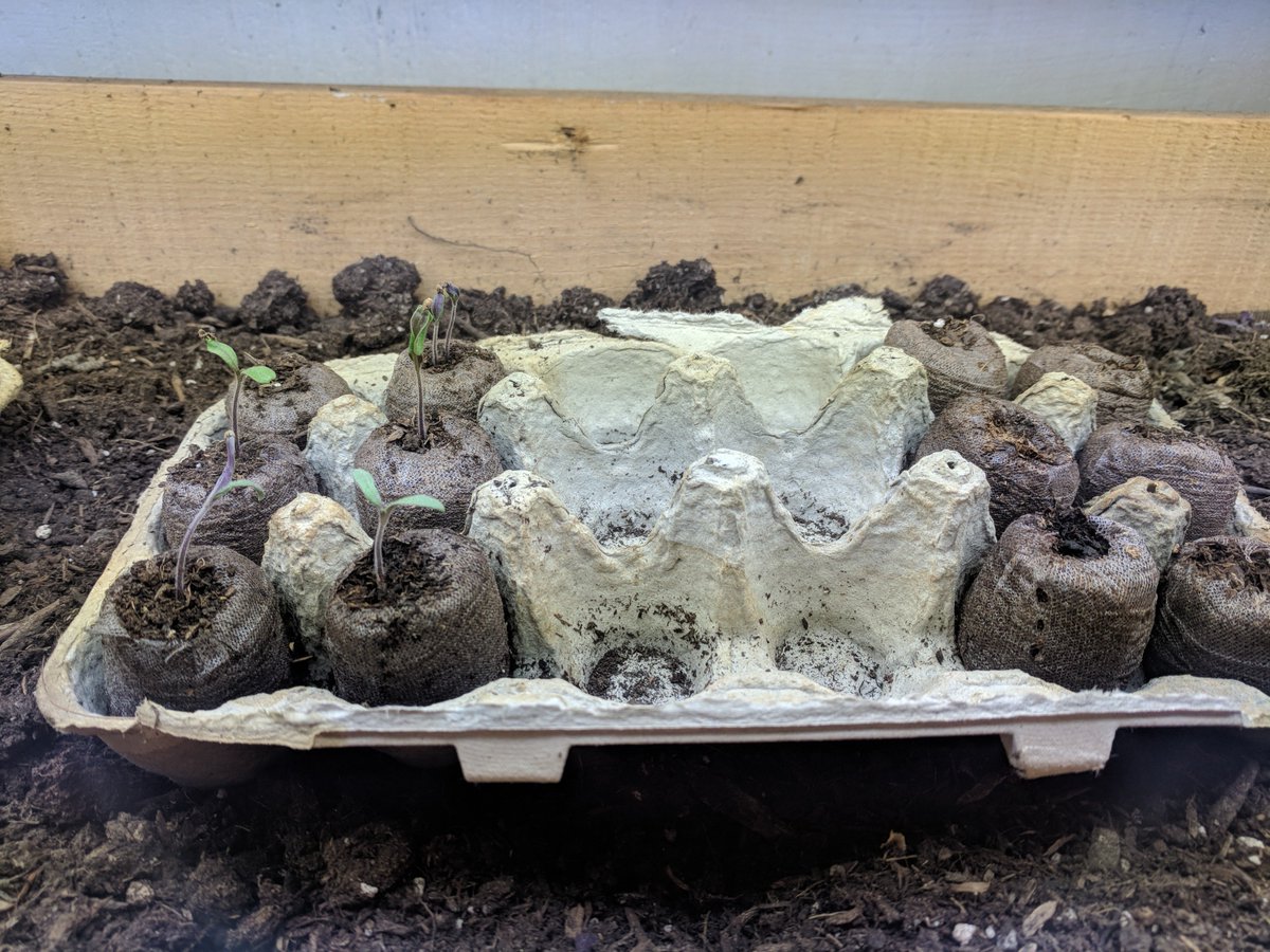 MyHarvestLiving's tweet photo. Sprouts both inside and out!  But the outside ones got a nice truckload of snow dumped on them this week. 😅

#gardening 

#MyHarvestLife Episode 21 - Sprouts and Snow:
https://t.co/W1ZOgURE97 https://t.co/KwVxYgDXO1