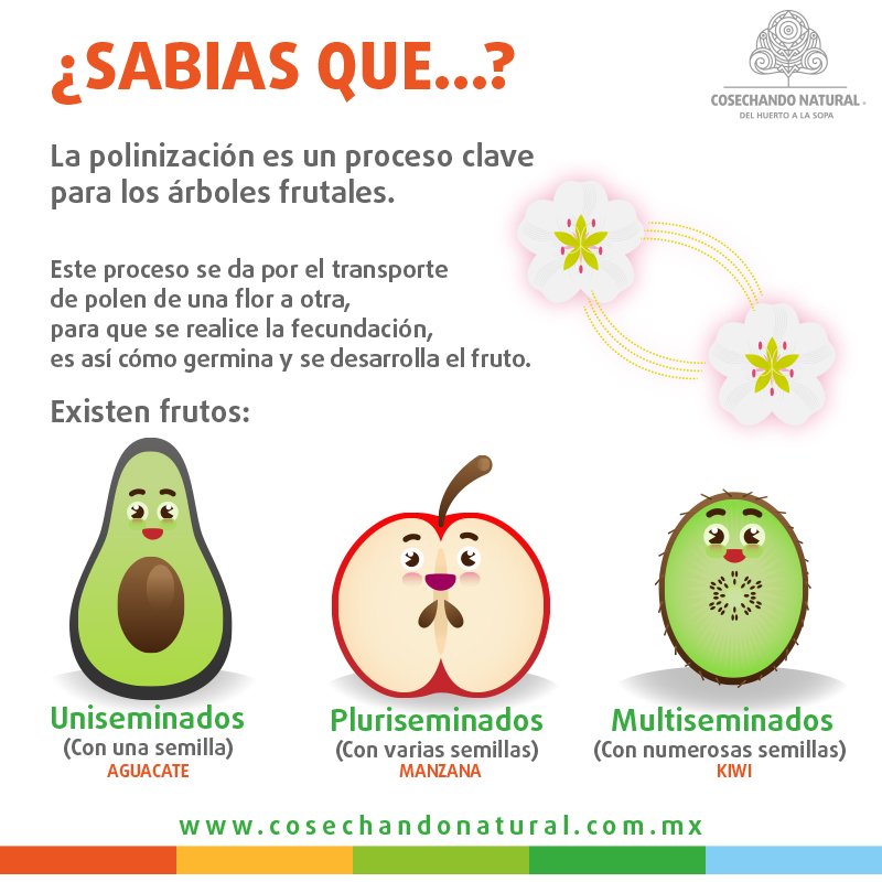CosechandoNat's tweet photo. #¿Sabiasque? 🍏🍒🍓🍑 https://t.co/35HkPlpKPF