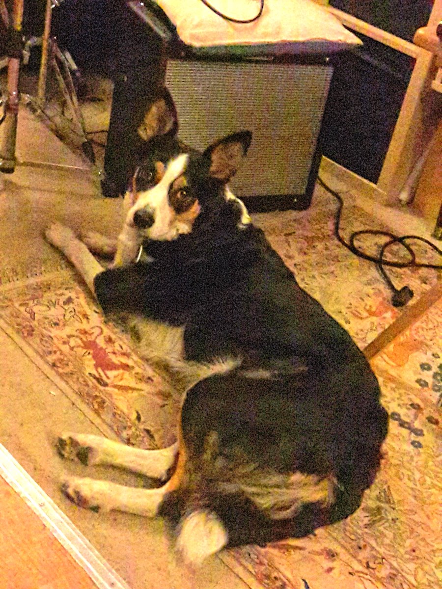ElusiveStudios's tweet photo. Juno JC'in in the studio, she's such a cutie! #bordercollie https://t.co/nuo4rBEwn7