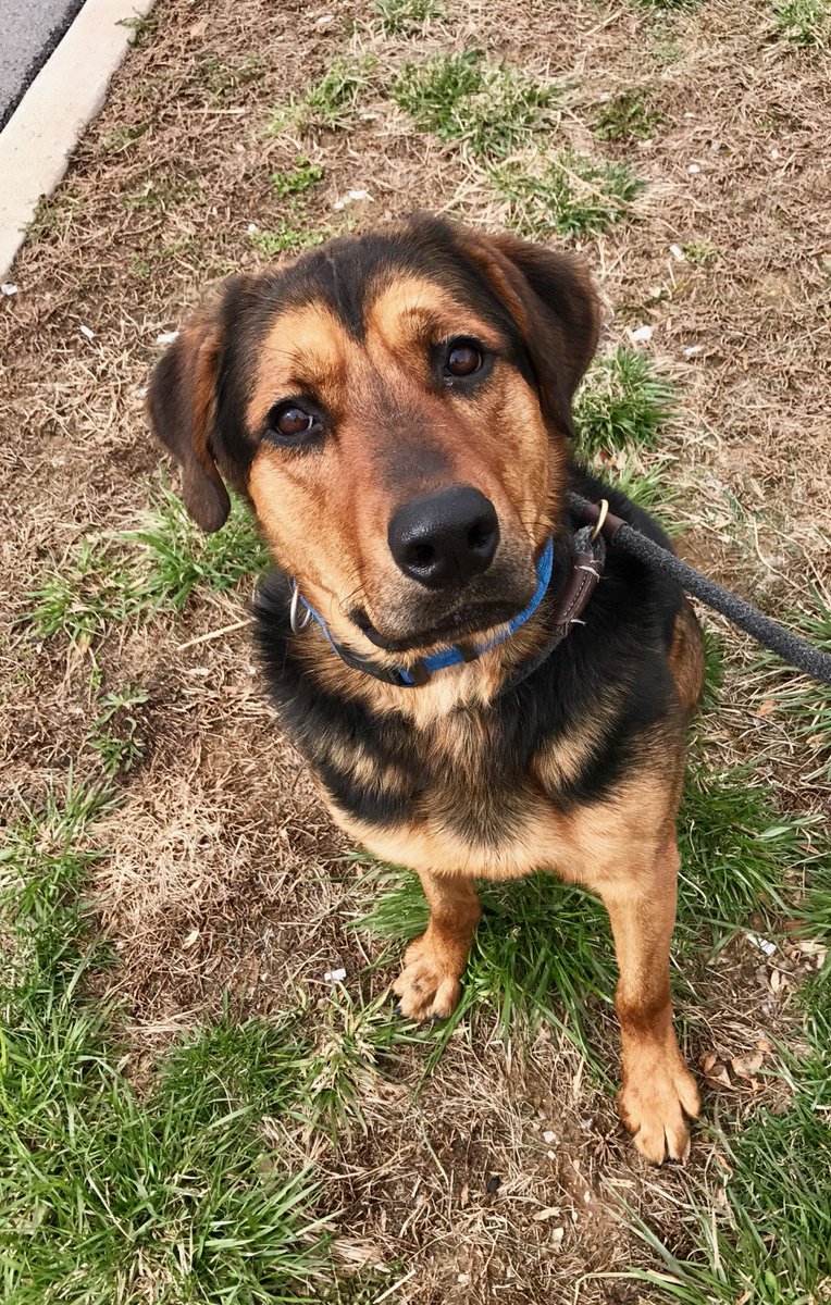 Help Pancho find his forever home! He's been at @kyhumane for 10 months! He graduated from our Behavior Mod program and knows lots of tricks. This high-energy, smart pup deserves a loving home. Meet him this weekend at Pewee Valley @feederssupply1. #emptytheshelter @PRAIBeauty