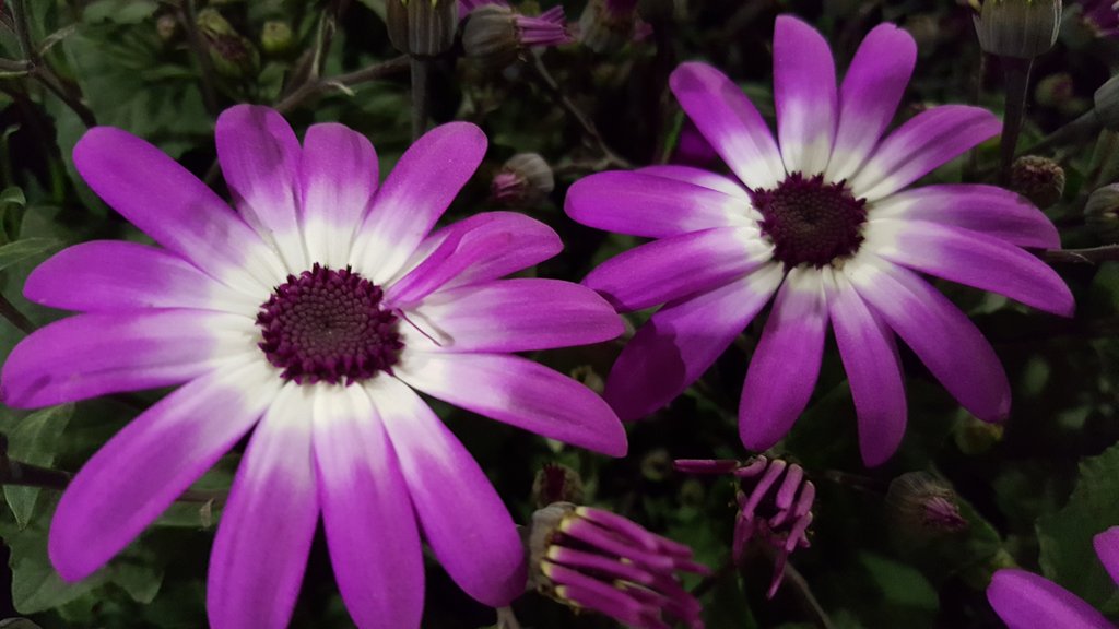 TuBloom's tweet photo. Senetti® by @SuntoryFlowers are the life of the garden parties; they are Rockstars at the 2018 @ChicagoFlower show. Ask for them by name in any notable Garden Centers &amp; you'll be glade you tried them. Come see them in person @NavyPier #chicagoflower show runs March14th-18th. https://t.co/2rOiT9gz6z