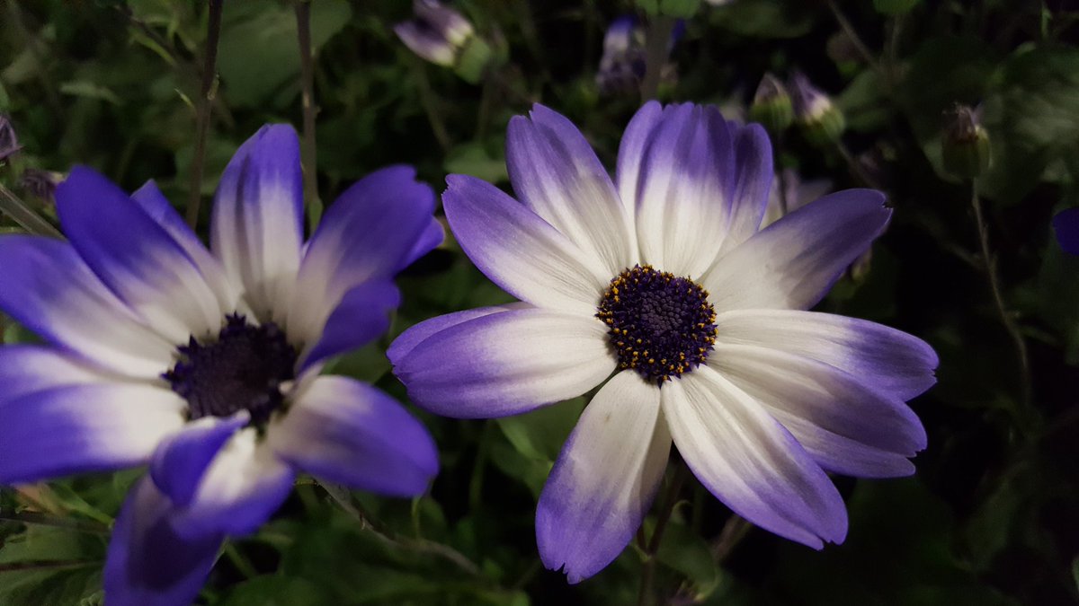 TuBloom's tweet photo. Senetti® by @SuntoryFlowers are the life of the garden parties; they are Rockstars at the 2018 @ChicagoFlower show. Ask for them by name in any notable Garden Centers &amp; you'll be glade you tried them. Come see them in person @NavyPier #chicagoflower show runs March14th-18th. https://t.co/2rOiT9gz6z