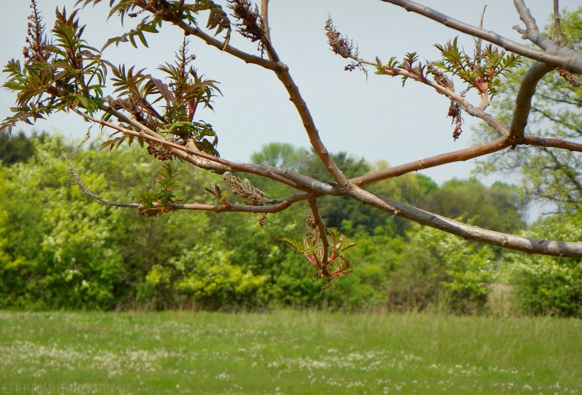 Jester_Qu_Photo's tweet photo. don't mind me just waiting for spring 

#treebranch  #photography  #saginawmichigan https://t.co/Ye6KC0SMHF