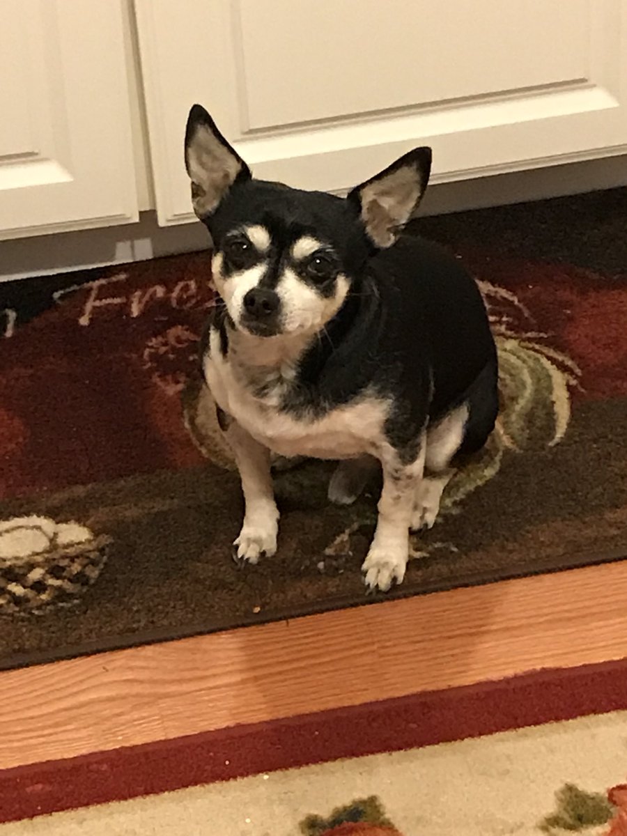 Ckeen77's tweet photo. #NationalPuppyDay #BioRemediesMD #PetCBD
Mr Ozzy says hello @bioRemediesMD, he would love to win some pet CBD oils & treats. https://t.co/aJ28EGYd6D