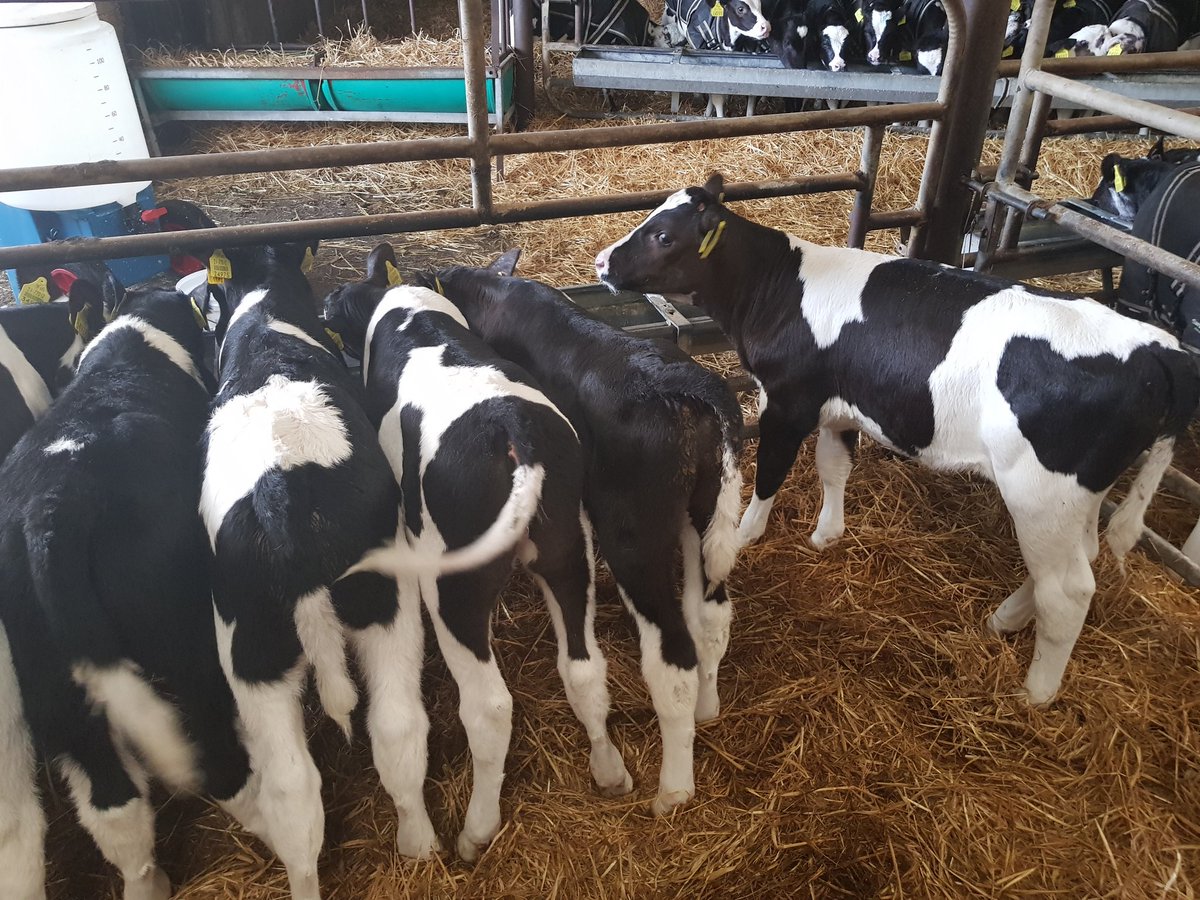 FarmJw's tweet photo. Took calf jackets away from the first batch of Spring calves. Few pictures for anyone considering using them. #cosycalf. https://t.co/ek0yzSHCqL