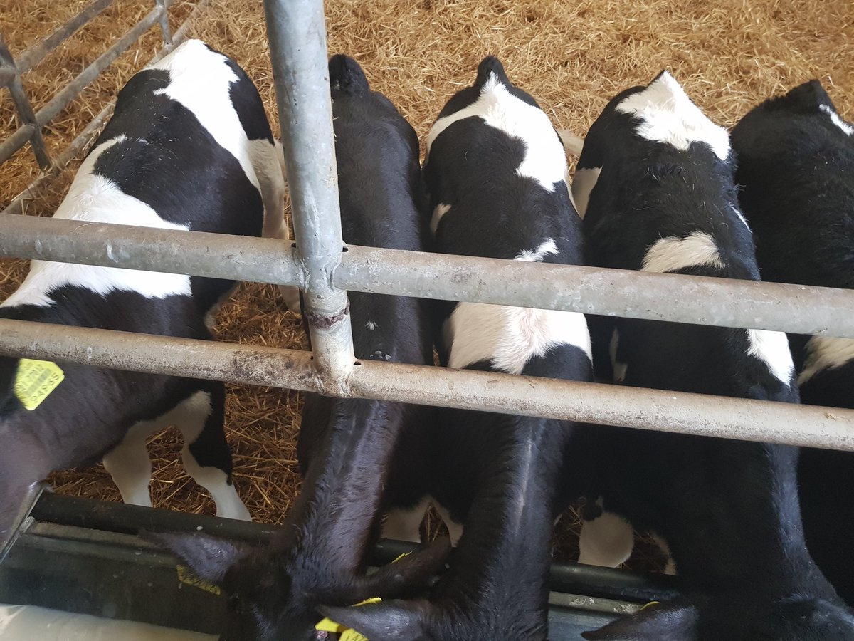 FarmJw's tweet photo. Took calf jackets away from the first batch of Spring calves. Few pictures for anyone considering using them. #cosycalf. https://t.co/ek0yzSHCqL