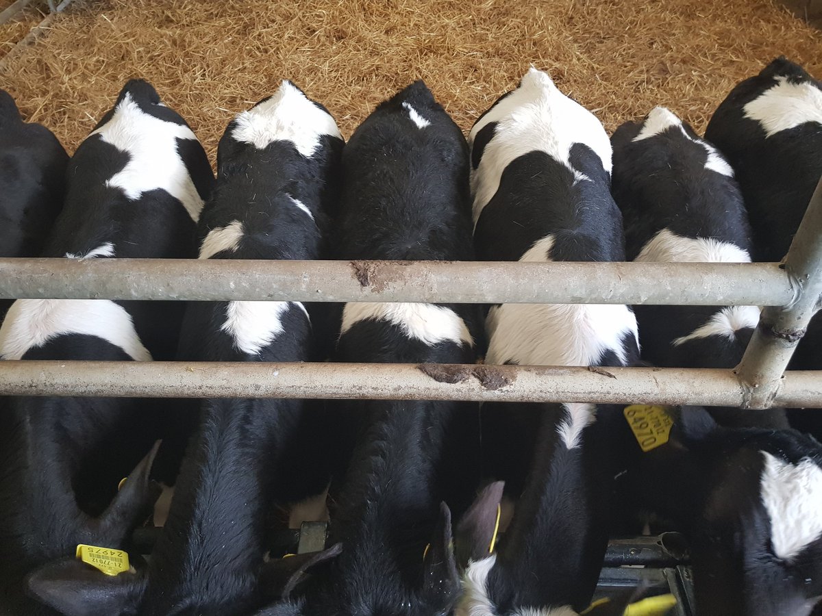 FarmJw's tweet photo. Took calf jackets away from the first batch of Spring calves. Few pictures for anyone considering using them. #cosycalf. https://t.co/ek0yzSHCqL