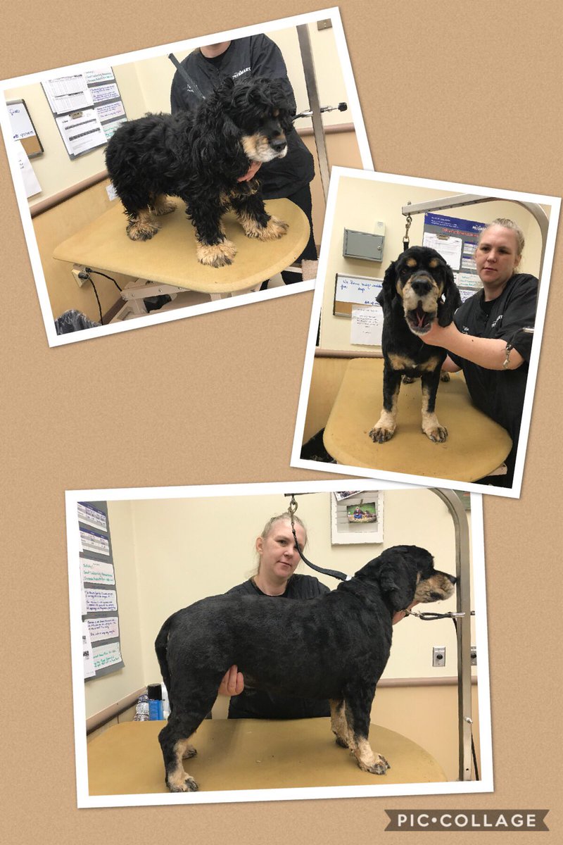 Store #1481 #newengland #northeastgrooming Category: Extreme Makeover! PetStylist: Tiffany 🐶 <a href="/Tiffie_83_/">tiffany</a>