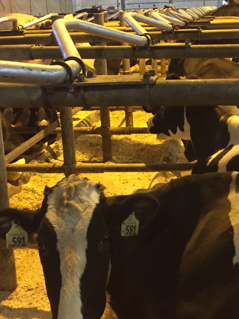 BrandonWeber98's tweet photo. Cows are loving the new comfy curved neckrail #comfycows #saturdaywork @PartnerAg @CanarmAgSystems https://t.co/AYFRZr6gQx