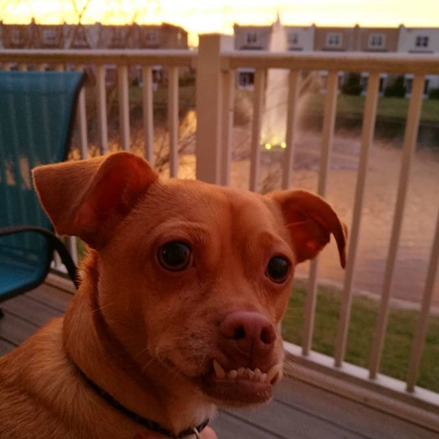 stbloomfield's tweet photo. Reggie enjoying the #sunset with us #chug #chuglife #dogsofinstgram #underbiteunite https://t.co/kAJ9CqKEq8