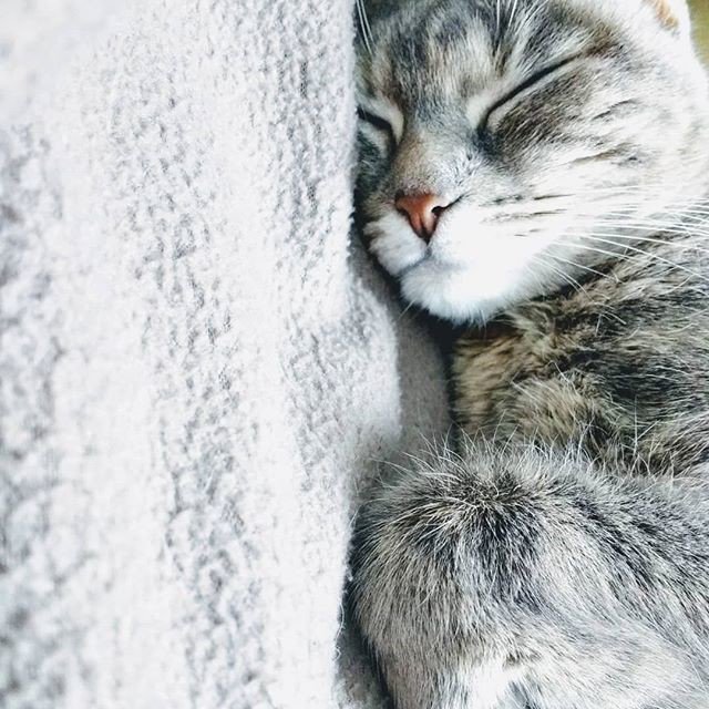ThreadedDaisies's tweet photo. Reposting @instaestree_: - via @Crowdfire 
#chatdormant #sleepingcat 😴
#cat #chat 🐱 #soiree #evening #photography #EstréE #catsagram #catlover #catsofinstagram #catsruntheworld #catsareawesome #cutecats #chatgris #greycat #instacatsgram https://t.co/epnPoJKSnd