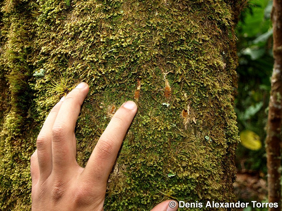 visiontorres2's tweet photo. Por aquí pasó un oso frontino y dejó sus uñas marcadas en el tronco de este árbol. Esta foto la tomé en un bosque nublado de las montañas de Mérida, Venezuela. #track #scratch #cloudforest #VisionTorres #oso #bear #spectaclebear #andeanbear #osoandino #osofrontino #osodeanteojos https://t.co/4zcFrafvrd