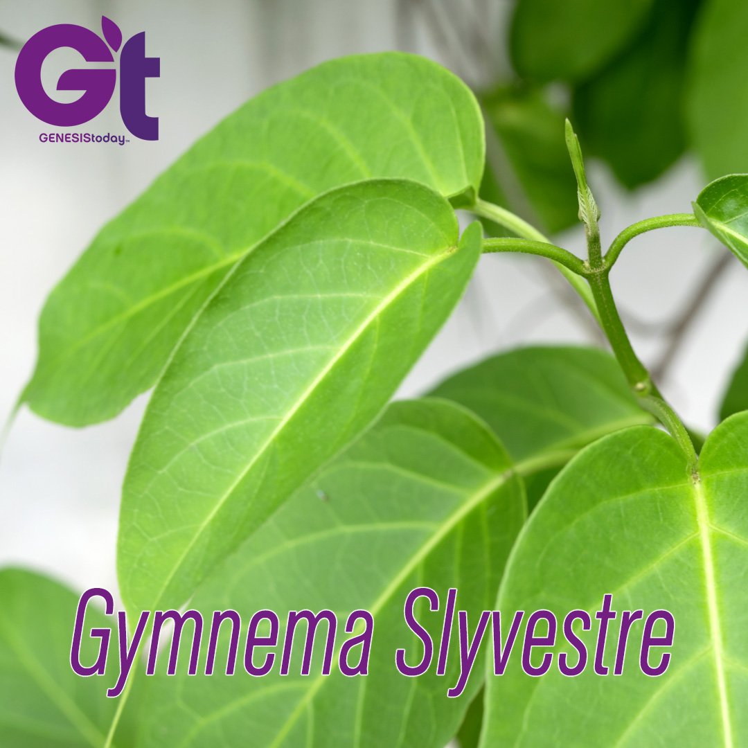 GenesisToday's tweet photo. #GymnemaSylvestre is an woody, climbing plant native to India. 
Gymnema sylvestre helps maintain healthy blood sugar levels and destroys sweet tastes in your mouth. It's featured in several of our #weightmanagement supplements.
#bloodsugar https://t.co/4DO3UpQDCy