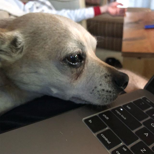 tsquare86's tweet photo. He’s such a great helper! #guyface #chiwheenie #technology #webdesign #puppyhelp #puppylove https://t.co/XV2NJIRD2o https://t.co/CddbDPJXiN