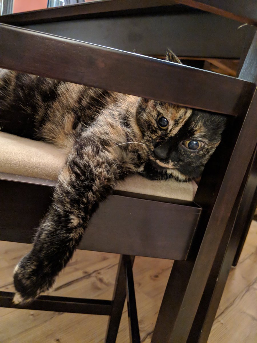 SteveNewsome_'s tweet photo. Even Doodie (yes Doodie☺️)  isn't feeling this Monday thing.
#mondayyuck #work #dayjob #cats #lazy #monday #isitfridayyet #ratherbesinging #countrymusic #newsong #iaintlookingforafight #canadianradio #itunes #youtube #albertahatcountry #newsome #snlogo #teamsteve https://t.co/7ZZHNbbnpq