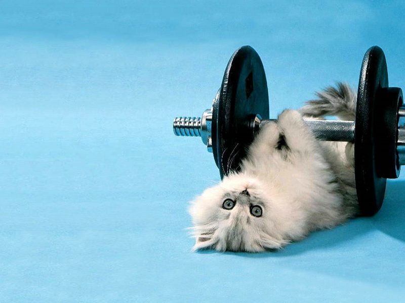 Lifting weights!

#cute #adorable #kitty #cats #pets #twostupidcats