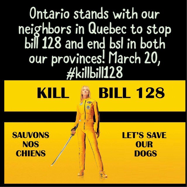 pitbulladvocate's tweet photo. Ontario & Quebec stands 2gether against BSL We must together #EndBSL The KEY to good dogs IS responsible ownership. TEACH THAT instead of discrimination in #Quebec #KillBill128 #NoToTheLiberals #NoToBill128 #AllDogsRIndividuals @OLP https://t.co/FL1rvJsA1W
