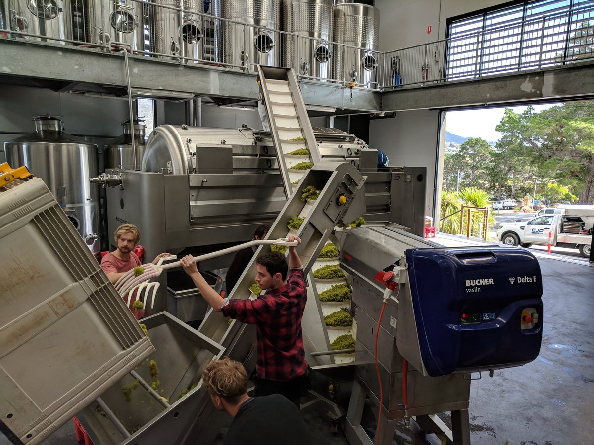 Also happening today:. First fruit of vintage 2018!  Chardonnay Musque!  New press is getting its first workout!