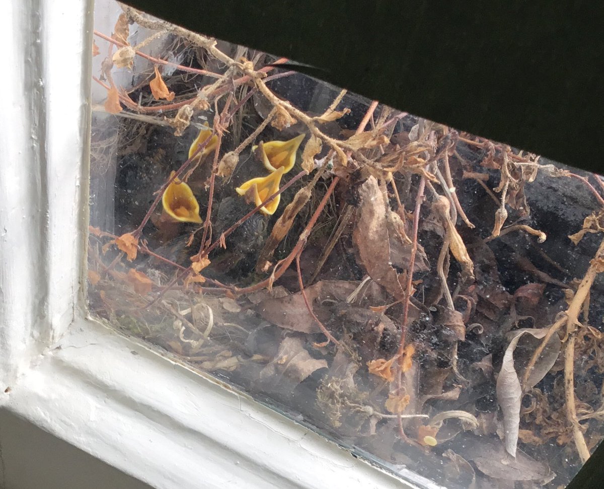EvaGriffith19's tweet photo. So I’ve put ‘Theatrical Families’ into groups for #shax2018, I’ve reminded the @ShaxBull #CockpitPhoenix crew of impending deadline, there are website updates, the prequel, the plaque, this confounded office to sort, my son says I HAVE to see the #Ladybird film... https://t.co/xbdJZs2JXU