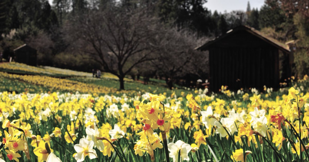 Did you spot our location? These beauties live on Daffodil Hill, an Amador County institution. The farm opens to visitors once the bloom gets underway each spring—which could happen any day now! Find out more great things to visit in Amador County: ow.ly/vTEA30iDeZf