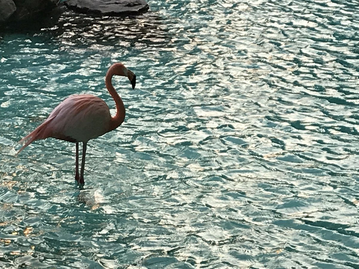 romiric's tweet image. Pink flamingos always fascinated me 🎀 #howappropriate  #np Lana del Rey - Music to watch the boys to open.spotify.com/track/34rRFl0b…