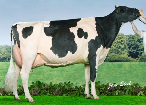 PerfectionCSale's tweet photo. When you think about making #WorldClassPedigrees you think
-Apple - Dairy Frames
-Barbie - Length and Style
-Roxy/Rae - Reliability and consistancy

This pedigree has the lot 

Well this pedigree has the lot!!! Sterndale Arvis Rae x VG87 Colt45 x EX SnowMan x 11 more EX cows https://t.co/4ckFn5Lxhq