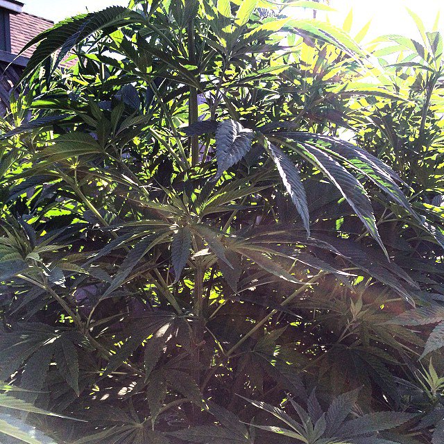 WeedGrowHub's tweet photo. Pine Apple express ! She's so big been topping her so we can have a huge bush..
#ewedgrowhub #favoritestrain #thatoceangrown #topshelflife #thcertified #cannabis #california #cannabissupplier #colorofchronic #mj #mota #monday #maryjane #marijuana https://t.co/liMQIIb2hN
