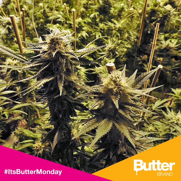 Butterbrand's tweet photo. Start the week with those deliciousness. #ItsButterMonday #butterbrand #weed https://t.co/TRdJl2lWfd