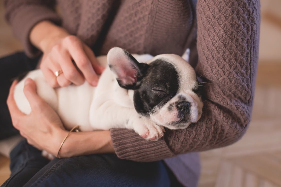 "Did you know...petting dogs is proven to lower blood pressure of dog owners."