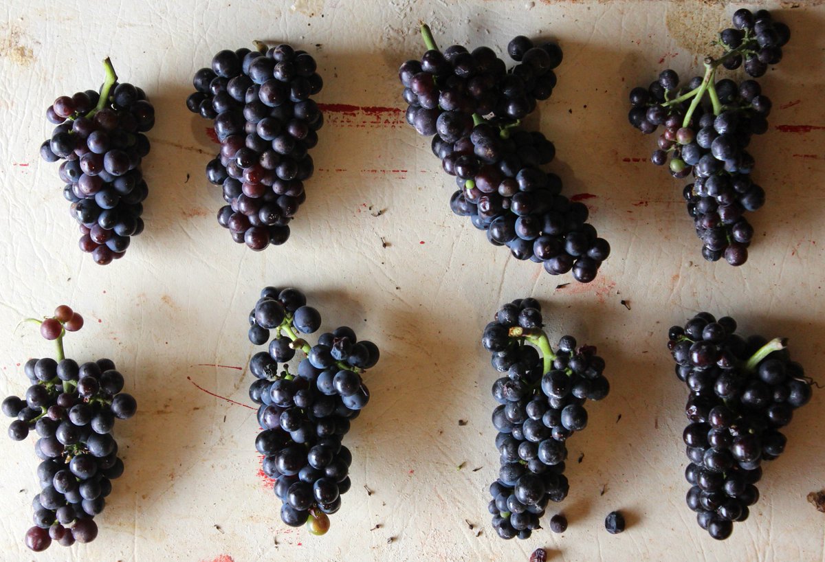 BellbirdSpring's tweet photo. Pinot Noir bunches sampled for ripeness last week. We have whistled through verasion. The vineyard has been fruit thinned and green harvested, vines and fruit are looking healthy. https://t.co/5Nyt95N2yL
