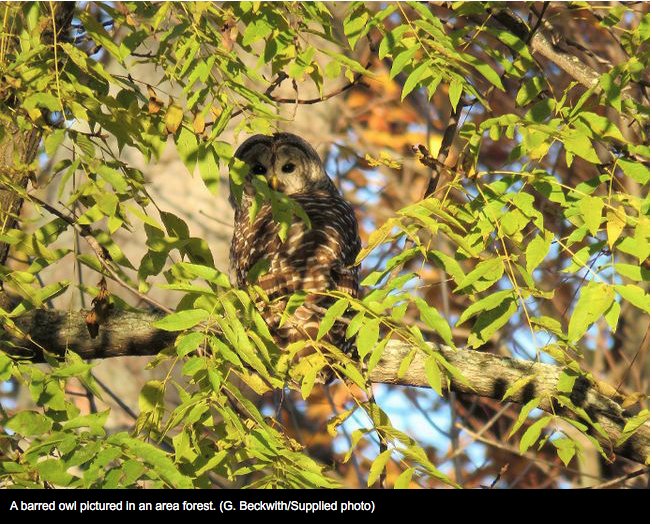 ontariowoodlot's tweet photo. Workshop for landowners in the Kingston, ON, area: Managing Your Woodlot for Wildlife. Read about it in the @WhigStandard. https://t.co/zGI4LrWwli  #wildlife #forest #woodlot https://t.co/S4Xtl1y5ki