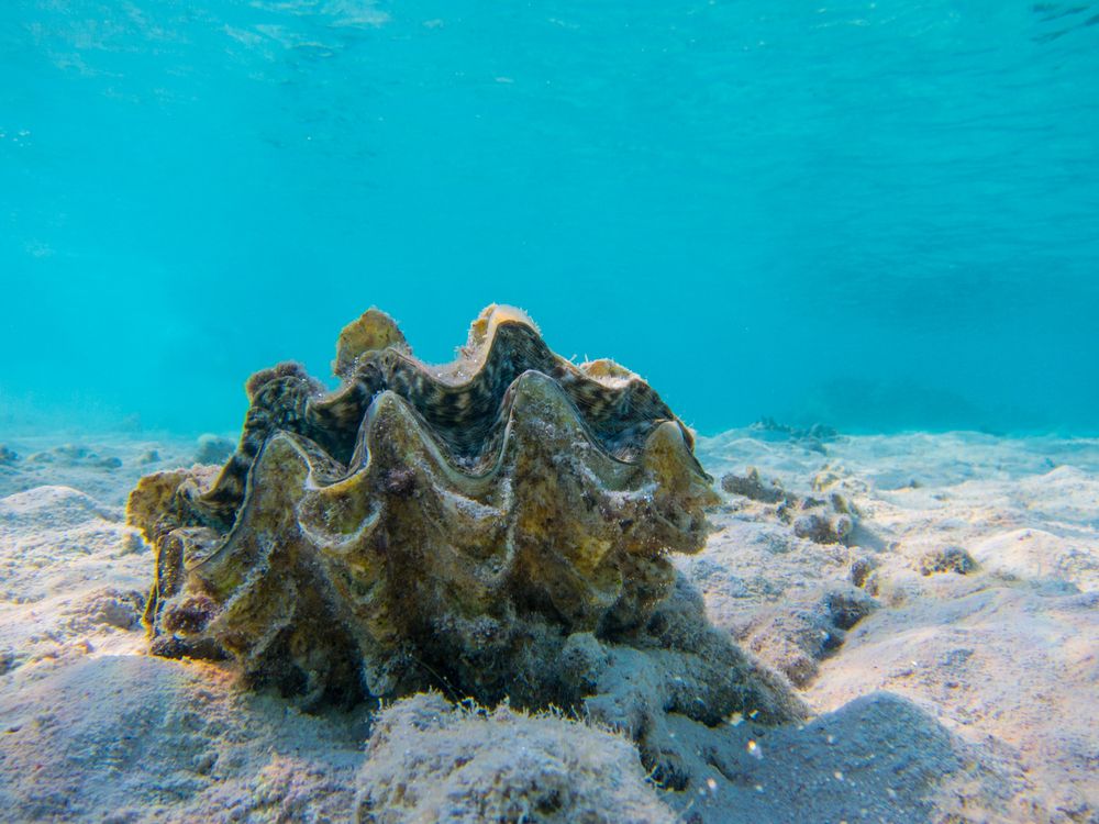Oceanwire's tweet image. #DidYouKnow giant clams can weigh up to 500 pounds? You can't put this one in your pasta! RT @azula #FunFact