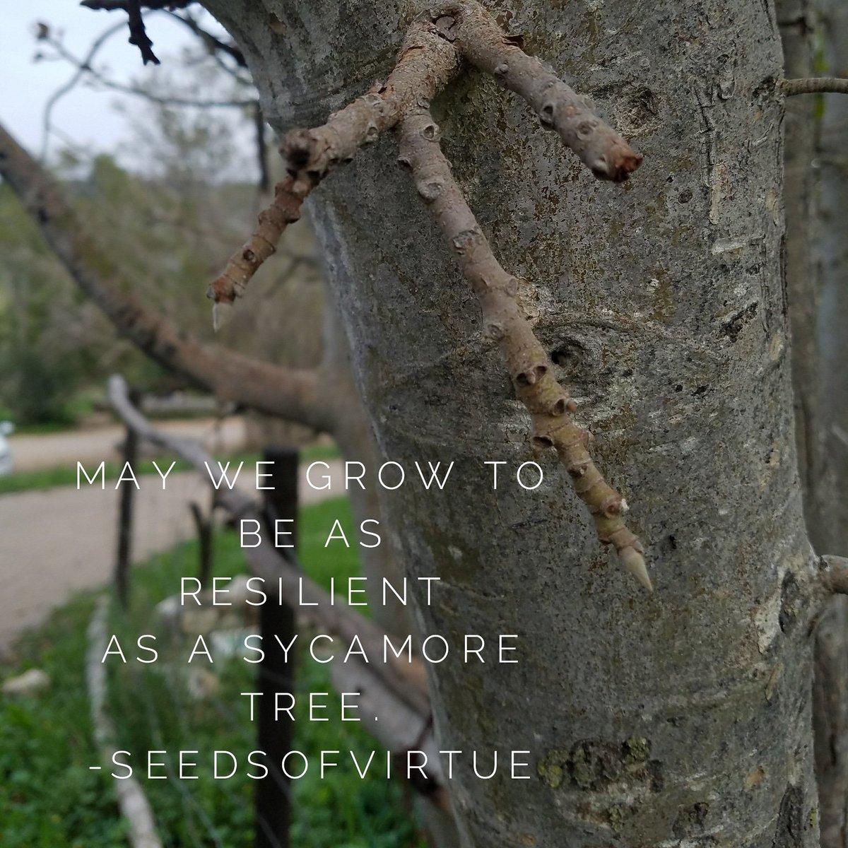 seedsofvirtues's tweet image. Parents of UniqueLearners often have to shift thier lives , cut off what is not working and learn to grow stronger in new season. #trees #hardwood #uniquelearner #homeschooling #parenting #Israel # biblicalgardens