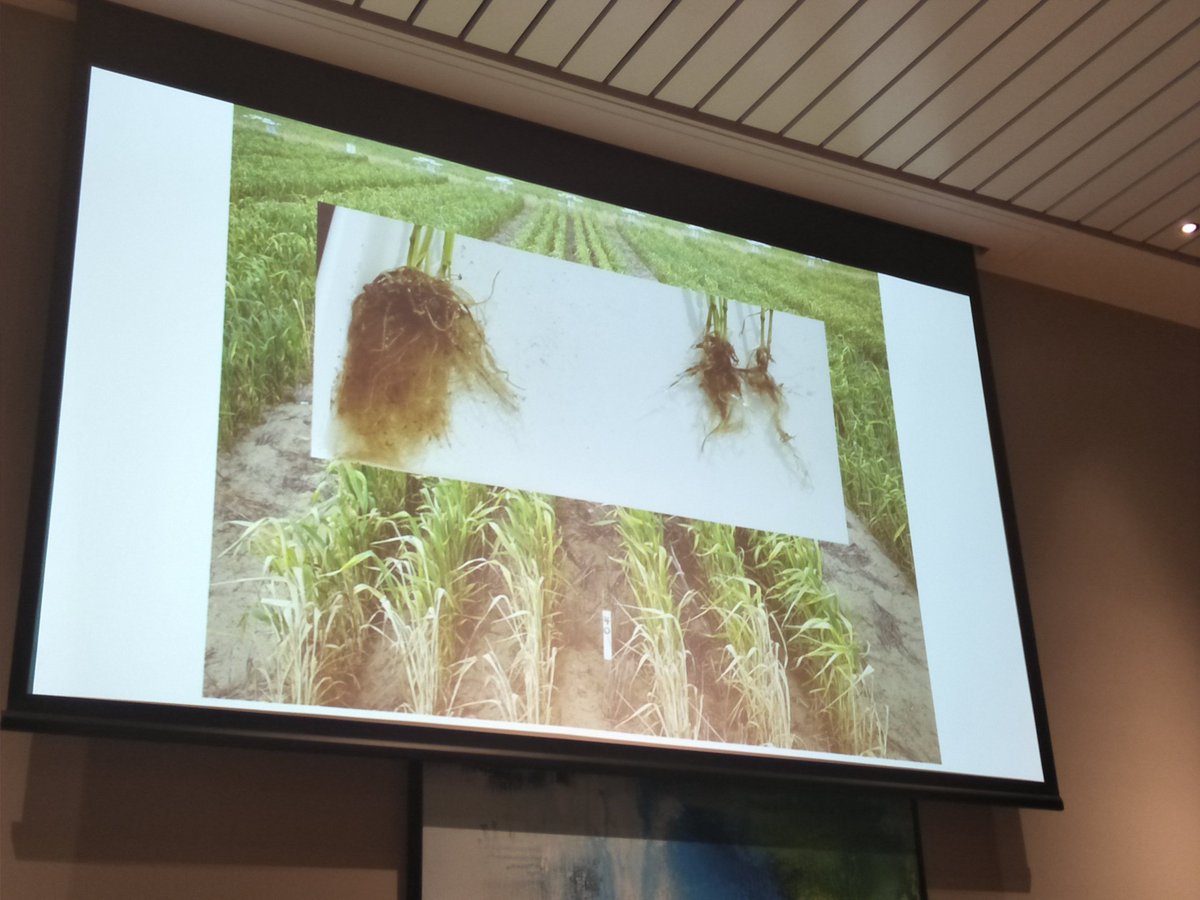 KylieRChambers's tweet photo. Alan McKay from SARDI showing that root diseases are important &amp; that even though the crop may look good up top,  the root systems still may be being attacked by soilborne diseases. 
#GRDCUpdates #protectWAcrops https://t.co/bZyu1LmqsE